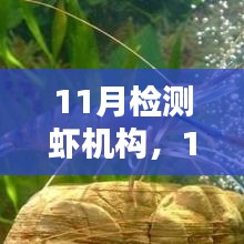 11月虾类检测机构产品全面评测与介绍