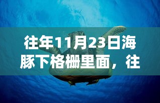 往年11月23日热销之选，海豚下格栅产品深度评测与体验