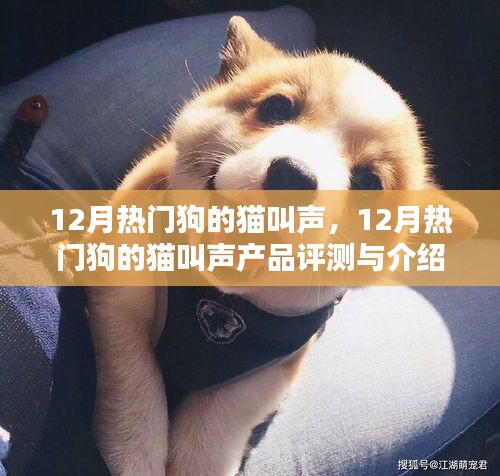 12月热门狗的猫叫声产品评测与介绍，犬吠猫鸣中的独特魅力