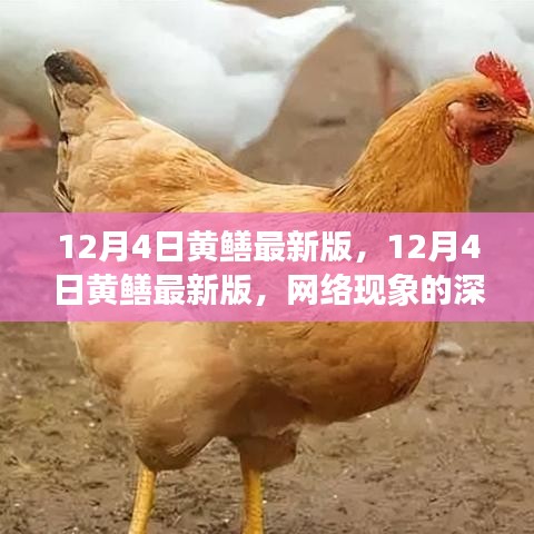 12月4日黄鳝最新版，网络现象的深度解读与个人观点探讨