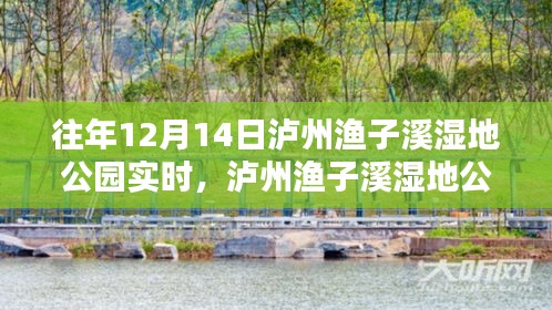 泸州渔子溪湿地公园，深度解析往年12月14日的实时体验与美景探索