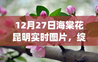 昆明海棠花盛开瞬间，诗意与美丽的邂逅