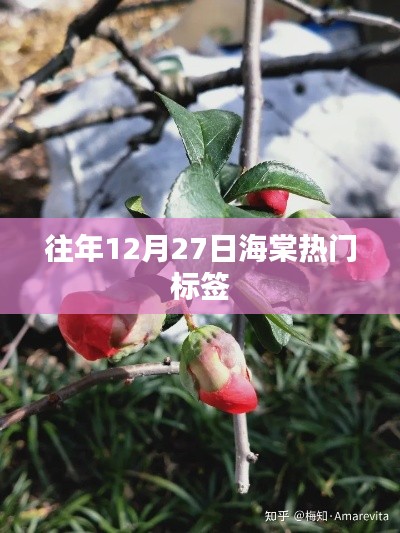 往年12月27日海棠节日热门标签盘点
