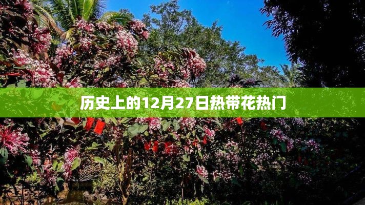 热带花热潮，历史上的12月27日回顾