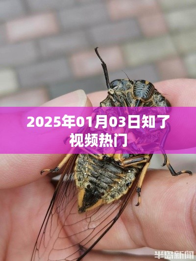 2025年1月3日知了视频热点一览