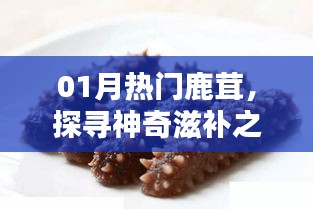 探寻鹿茸神奇滋补奥秘，一月热门滋补佳品