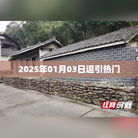 逗引热门，2025年1月3日新趋势展望