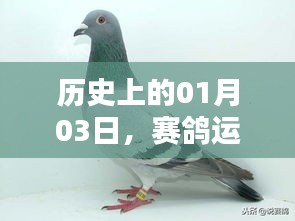 赛鸽运动掀起全球热潮，历史上的1月3日