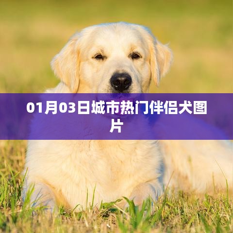 精选城市伴侣犬美图集，热门犬种风采展