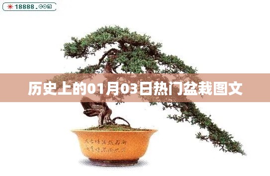 历史上的盆栽热潮，一月三日美图欣赏