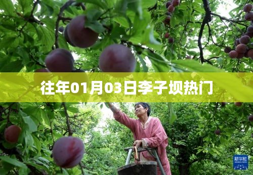 李子坝景点元旦人气火爆揭秘