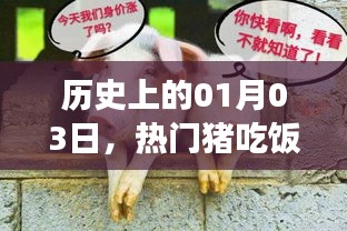 猪吃饭事件回顾，历史上的那些日子