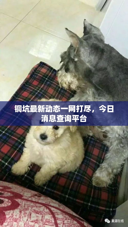 铜坑最新动态一网打尽，今日消息查询平台