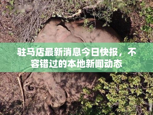 驻马店最新消息今日快报，不容错过的本地新闻动态