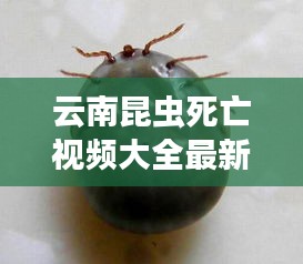 云南昆虫死亡视频大全最新：云南毒虫 