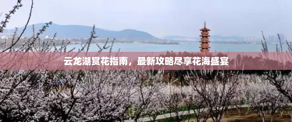 云龙湖赏花指南，最新攻略尽享花海盛宴