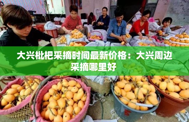 大兴枇杷采摘时间最新价格：大兴周边采摘哪里好 
