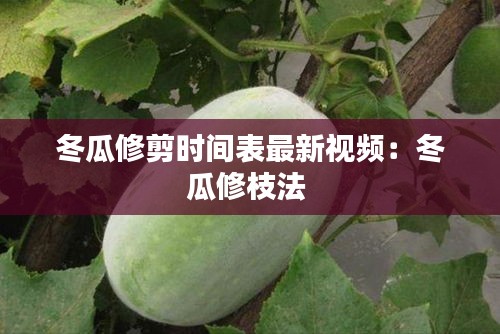 冬瓜修剪时间表最新视频：冬瓜修枝法 