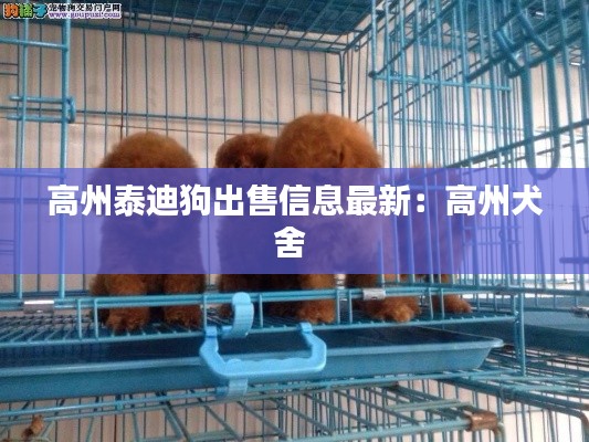 高州泰迪狗出售信息最新：高州犬舍 