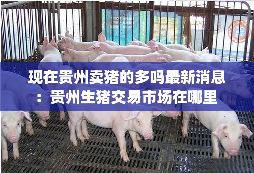 现在贵州卖猪的多吗最新消息：贵州生猪交易市场在哪里 
