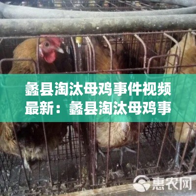 蠡县淘汰母鸡事件视频最新：蠡县淘汰母鸡事件视频最新情况 