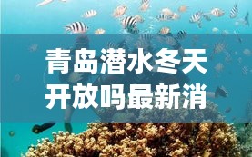 青岛潜水冬天开放吗最新消息：青岛旅游潜水 