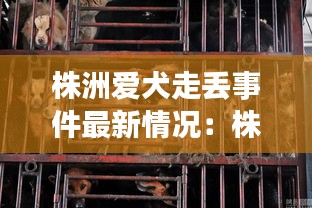 株洲爱犬走丢事件最新情况：株洲流浪狗救助站联系方式 