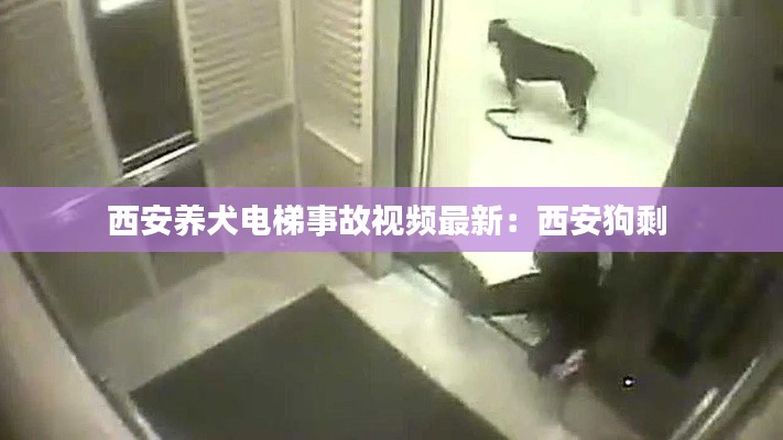西安养犬电梯事故视频最新：西安狗剩 