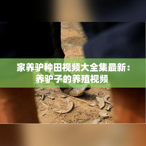 家养驴种田视频大全集最新：养驴子的养殖视频 