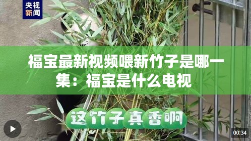 福宝最新视频喂新竹子是哪一集：福宝是什么电视 