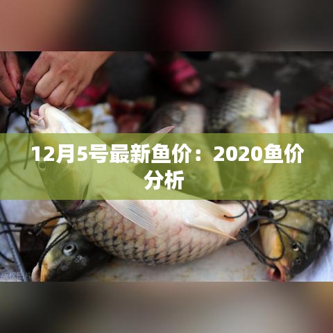 12月5号最新鱼价：2020鱼价分析 