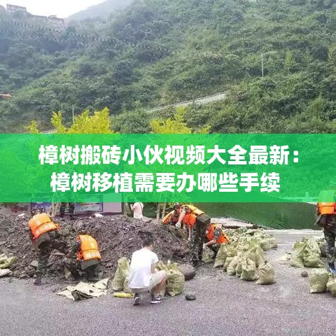 樟树搬砖小伙视频大全最新：樟树移植需要办哪些手续 
