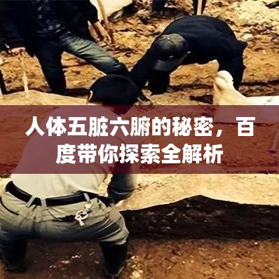 人体五脏六腑的秘密，百度带你探索全解析