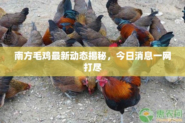 南方毛鸡最新动态揭秘，今日消息一网打尽