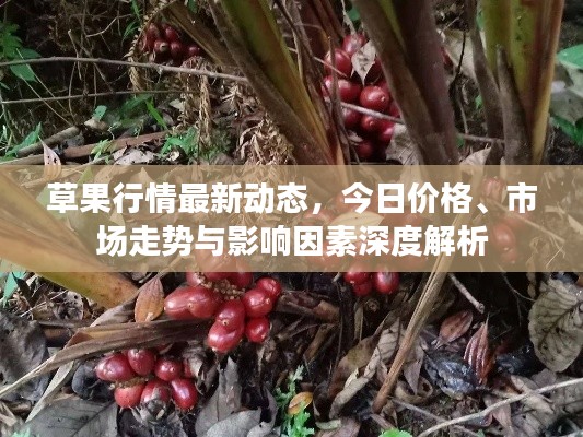 草果行情最新动态，今日价格、市场走势与影响因素深度解析