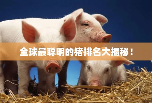 全球最聪明的猪排名大揭秘！