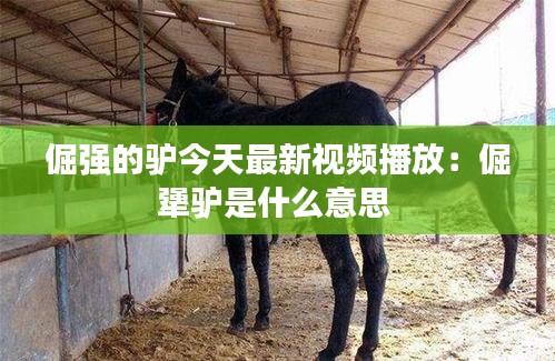 倔强的驴今天最新视频播放：倔犟驴是什么意思 