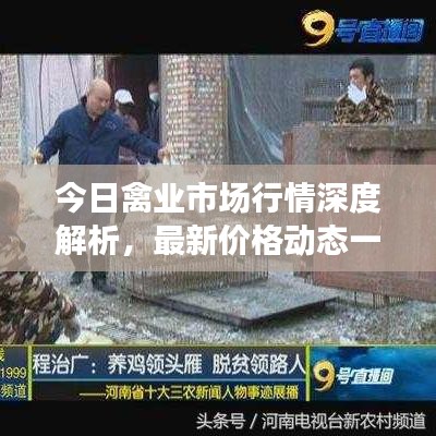 今日禽业市场行情深度解析，最新价格动态一网打尽