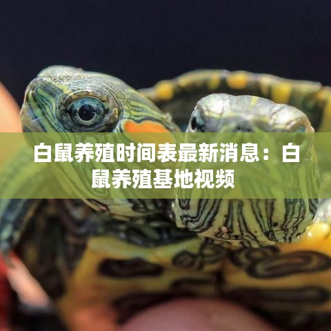 白鼠养殖时间表最新消息：白鼠养殖基地视频 