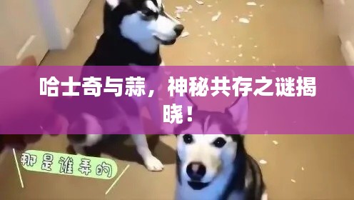 哈士奇与蒜，神秘共存之谜揭晓！