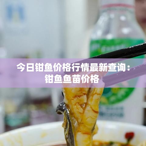 今日钳鱼价格行情最新查询：钳鱼鱼苗价格 
