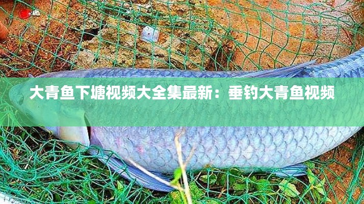 大青鱼下塘视频大全集最新：垂钓大青鱼视频 
