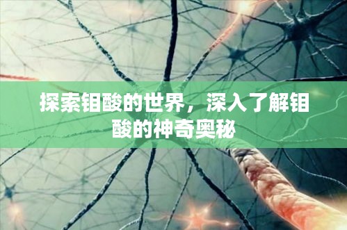 探索钼酸的世界，深入了解钼酸的神奇奥秘