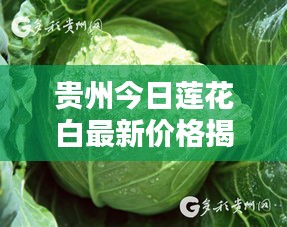 贵州今日莲花白最新价格揭秘