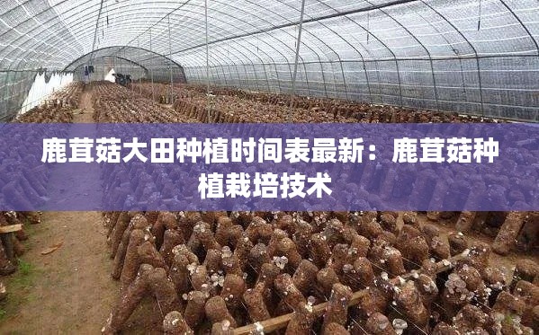 鹿茸菇大田种植时间表最新：鹿茸菇种植栽培技术 