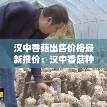 汉中香菇出售价格最新报价：汉中香菇种植合作社 