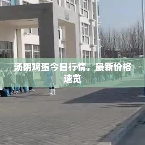 汤阴鸡蛋今日行情，最新价格速览