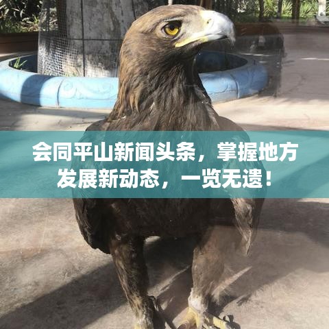 会同平山新闻头条，掌握地方发展新动态，一览无遗！