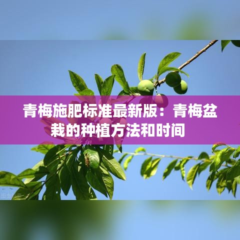 青梅施肥标准最新版：青梅盆栽的种植方法和时间 