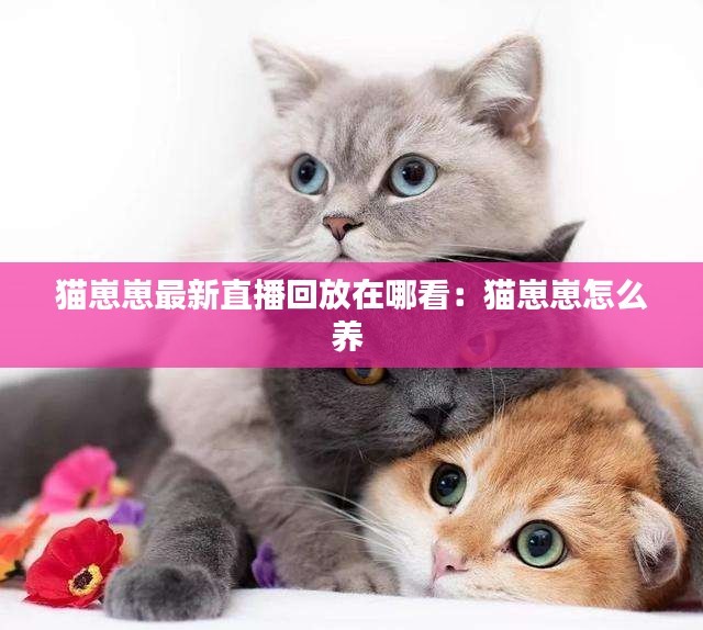 猫崽崽最新直播回放在哪看：猫崽崽怎么养 